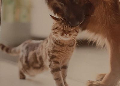 Hund und Katze in vertrauter Gemeinsamkeit. Tierpsychologie bei Zusammenführung von Hund und Katze.