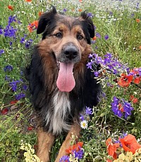 Hund liegt in Blumenwiese