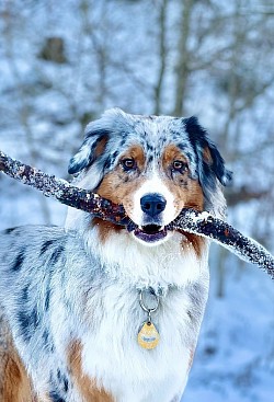 Hund in Schneelandschaft steht auf liegendem Baumstamm und hält Stock hen in der Schnauze